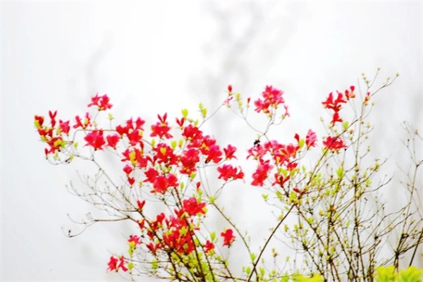 迷雾中的时光印记——浙江指南村的千年古韵与自然风光(图3) 杜鹃花