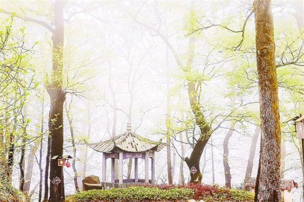 迷雾中的时光印记——浙江指南村的千年古韵与自然风光(图2) 莫家亭