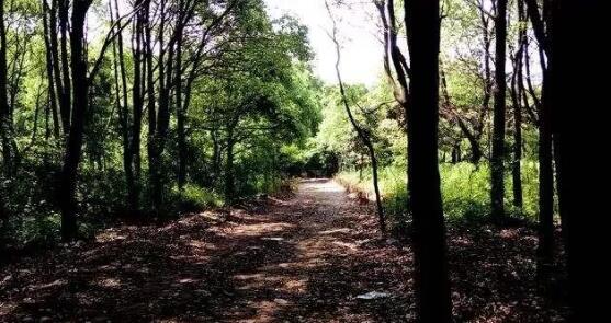 赏宜兴四条岭,感受贡茶古道文化(图1) 贡茶古道