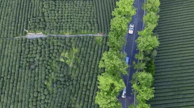 赏宜兴四条岭,感受贡茶古道文化(图4) 宜兴的茶园