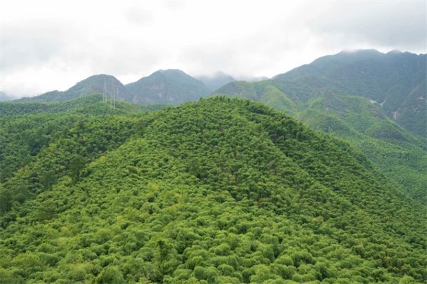 竹海探秘:在安吉感受毛竹的魅力与壮丽(图1) 竹海