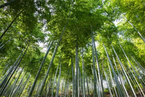 竹海探秘:在安吉感受毛竹的魅力与壮丽(图2) 竹林