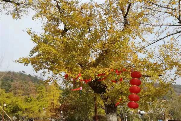 金秋遗韵:湖州长兴十里古银杏长廊之旅(图1) 银杏树