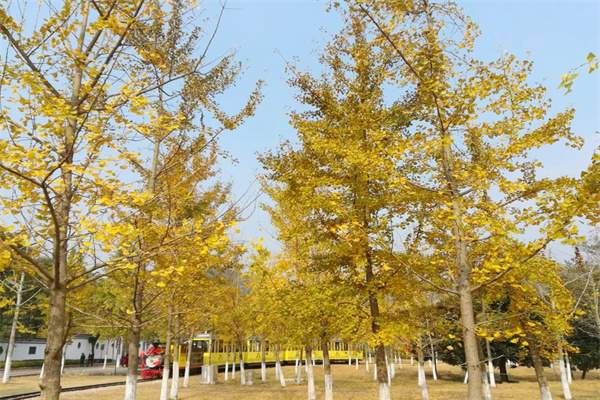 金秋遗韵:湖州长兴十里古银杏长廊之旅(图4) 银杏树林