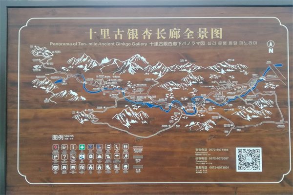 金秋遗韵:湖州长兴十里古银杏长廊之旅(图2) 长廊全景图