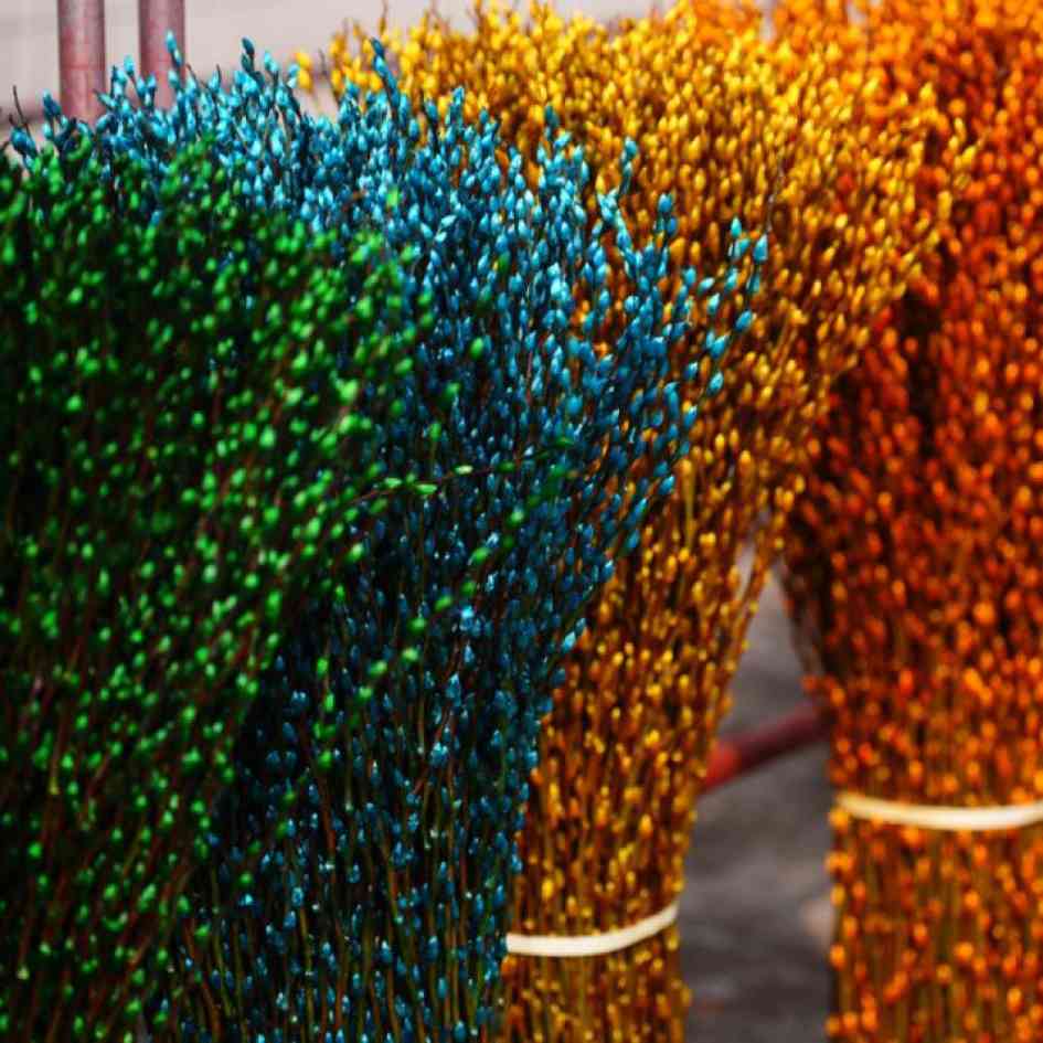 70万枝四川温江银柳启运欧洲 承载东方年味香飘全球(图3)