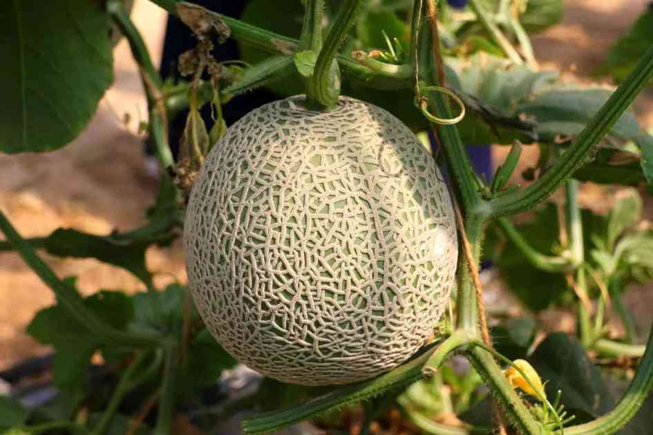 上海南繁种业创新成果（西甜瓜）推介会在海南陵水举行(图5)