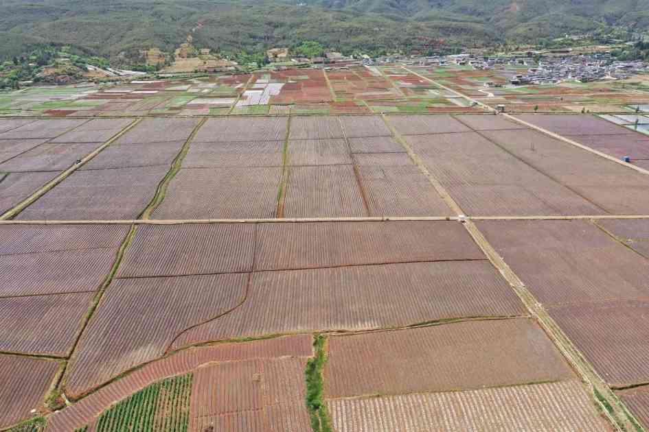 标准化赋能，烟田结出共富果(图1)