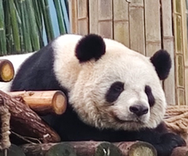 暖冬游安吉|竹博园必玩清单,从竹林到熊猫馆全解锁(图2) 竹博园熊猫