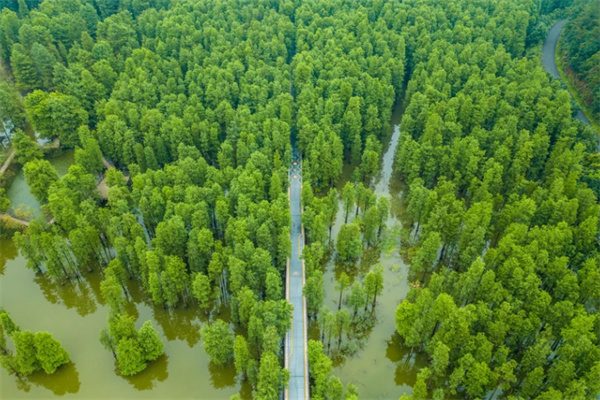 青山湖水上森林,人间仙境般的绿色长廊(图3) 水上森林