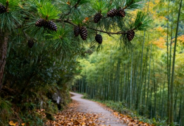 浅秋访灵峰:一寺、两杏、满竹香(图4) 松林小径