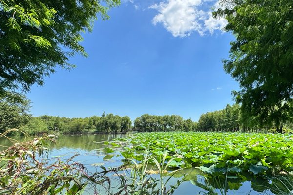 图影生态湿地:自然野趣与水韵风情的交融之地(图2) 夏天景色