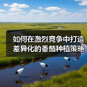 如何在激烈竞争中打造差异化的番茄种植策略2026年全新指南