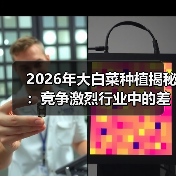 2026年大白菜种植揭秘：竞争激烈行业中的差异化策略