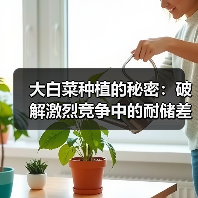 大白菜种植的秘密：破解激烈竞争中的耐储差异化（图2）