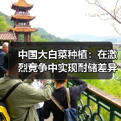 中国大白菜种植：在激烈竞争中实现耐储差异化的秘诀（图2）