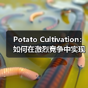 Potato Cultivation:如何在激烈竞争中实现淀粉差异化(图4) Potato Cultivation:如何在激烈竞争中实现淀粉差异化(图4)