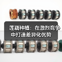 莲藕种植：在激烈竞争中打造差异化优势（图1）