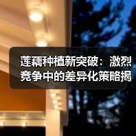 莲藕种植新突破:激烈竞争中的差异化策略揭秘(图3) 莲藕种植新突破:激烈竞争中的差异化策略揭秘(图3)