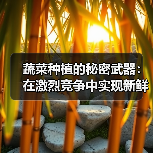 蔬菜种植的秘密武器：在激烈竞争中实现新鲜度差异化（图1）