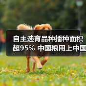 自主选育品种播种面积超95% 中国粮用上中国种（图4）