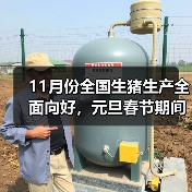 11月份全国生猪生产全面向好，元旦春节期间肉食品供应整体有保障（图2）