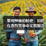 果树种植的秘密：如何在激烈竞争中实现甜度差异化突破（图3）