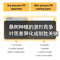 桑树种植的激烈竞争：叶质差异化成制胜关键（图2）