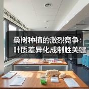 桑树种植的激烈竞争：叶质差异化成制胜关键（图1）
