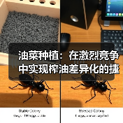 油菜种植：在激烈竞争中实现榨油差异化的捷径（图3）