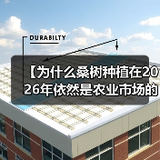 【为什么桑树种植在2026年依然是农业市场的“黑马”？详解叶质差异化策略】（图4）