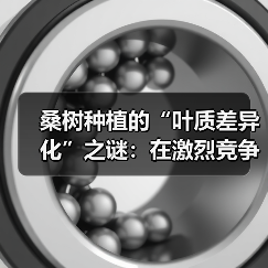 桑树种植的“叶质差异化”之谜：在激烈竞争中找到突破口（图2）