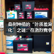 桑树种植的“叶质差异化”之谜：在激烈竞争中找到突破口（图1）