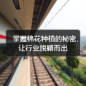 掌握棉花种植的秘密，让行业脱颖而出（图2）