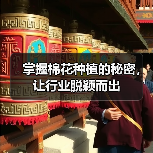 掌握棉花种植的秘密，让行业脱颖而出（图3）