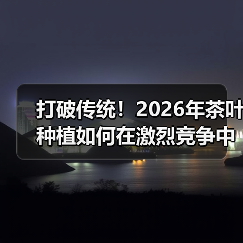 打破传统！2026年茶叶种植如何在激烈竞争中实现香型差异化（图2）