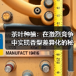 茶叶种植：在激烈竞争中实现香型差异化的秘密武器