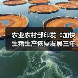 农业农村部印发《加快生猪生产恢复发展三年行动方案》，千方百计确保元旦春节和“两会”期间猪肉供应（图1）