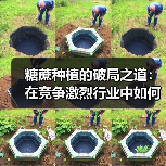 糖蔗种植的破局之道：在竞争激烈行业中如何实现含糖差异化（图4）