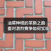 油菜种植的革新之路：面对激烈竞争如何实现榨油差异化