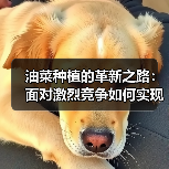 油菜种植的革新之路：面对激烈竞争如何实现榨油差异化（图2）