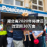 湖北省2020年将建设高效菜园30万亩（图2）