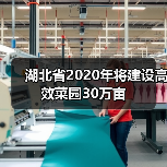 湖北省2020年将建设高效菜园30万亩（图3）