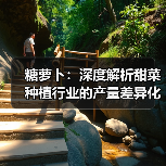糖萝卜：深度解析甜菜种植行业的产量差异化战术