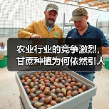 农业行业的竞争激烈，甘蔗种植为何依然引人注目？这不仅仅在于产业的庞大市场，更在于含糖差异化带来的无限可能。从实际观察到的市场变化，到独家调研数据，再到我个人在甘（图3）