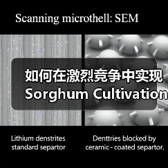 如何在激烈竞争中实现Sorghum Cultivation的差异化竞争（图4）