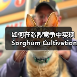 如何在激烈竞争中实现Sorghum Cultivation的差异化竞争（图2）