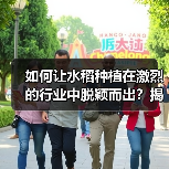 如何让水稻种植在激烈的行业中脱颖而出？揭秘亩产差异化的秘密（图2）