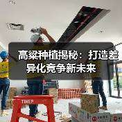 高粱种植揭秘：打造差异化竞争新未来（图2）