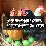 关于玉米种植的秘密：如何在激烈竞争中实现抗性差异化（图4）